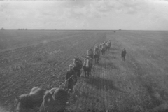 NOP - Paarden op akker